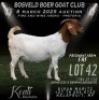 1X BOER GOAT PREGNANT STUD DOE Koati Boer Goat Stud