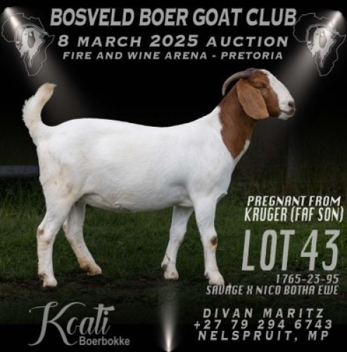 1X BOER GOAT PREGNANT FLOCK DOE Koati Boer Goat Stud