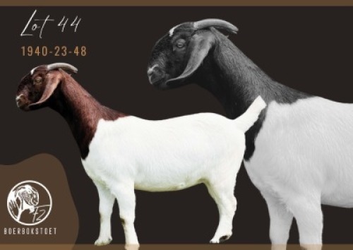 1X BOER GOAT STUD DOE F2 Boerbokstoet
