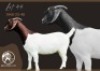 1X BOER GOAT STUD DOE F2 Boerbokstoet