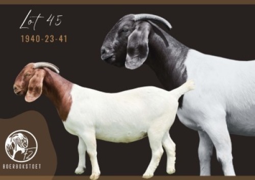 1X BOER GOAT PREGNANT FLOCK DOE F2 Boerbokstoet