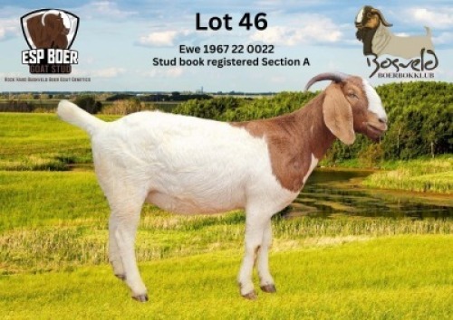WITHDRAWN - 1X BOER GOAT DOE ESP Boer Goat Stud