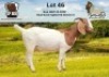 WITHDRAWN - 1X BOER GOAT DOE ESP Boer Goat Stud