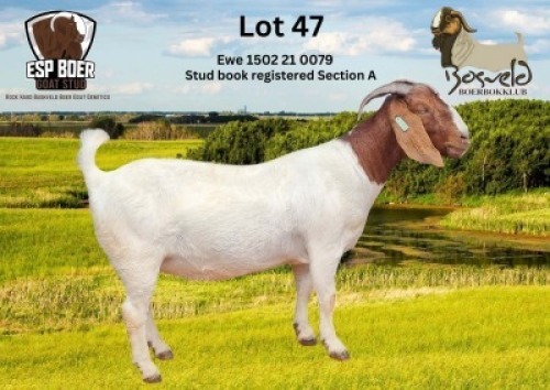 WITHDRAWN - 1X BOER GOAT DOE ESP Boer Goat Stud