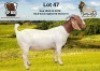 WITHDRAWN - 1X BOER GOAT DOE ESP Boer Goat Stud