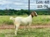 1X BOER GOAT PREGNANT FLOCK DOE Wimi Sada Boerbok Stoet