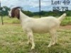 1X BOER GOAT FLOCK DOE Wimi Sada Boerbok Stoet