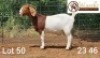 WITHDRAWN - 1X BOER GOAT DOE Wiancko Boerbokstoet
