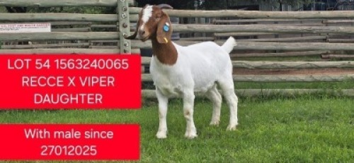 1X BOER GOAT STUD DOE Shongololo Boerbok Stoet 1563