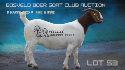 1X BOER GOAT FLOCK DOE Welgelee boerbok stoet
