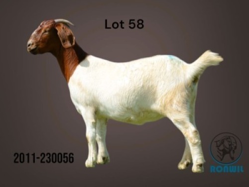 1X BOER GOAT FLOCK DOE Ronwil Boerbokstoet