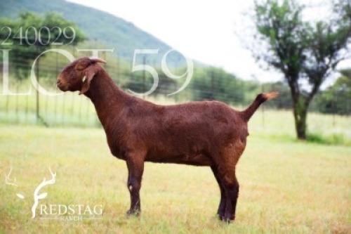 WITHDRAWN - 1X KALAHARI RED DOE Redstag Ranch