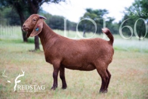 1X KALAHARI RED PREGNANT FLOCK DOE Redstag Ranch