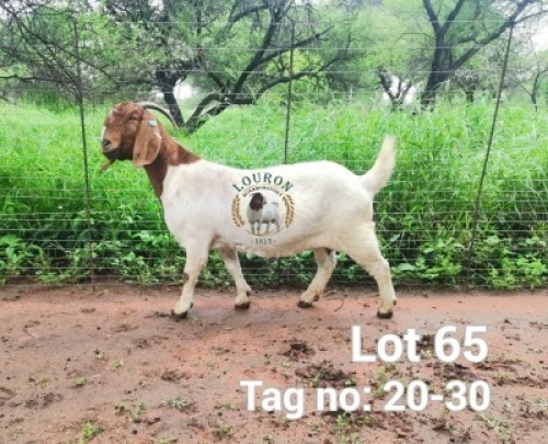 1X BOER GOAT PREGNANT STUD DOE Louron Boerbokstoet