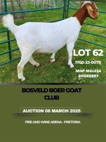 WITHDRAWN - 1X BOER GOAT DOE MHP Malesa boergoat