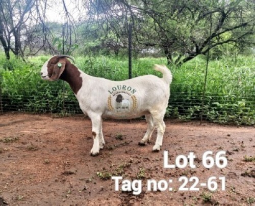 1X BOER GOAT PREGNANT FLOCK DOE Louron Boerbokstoet