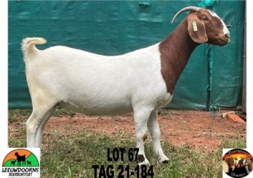 WITHDRAWN - 1X BOER GOAT DOE Leeuwdoorns Boerbokstoet