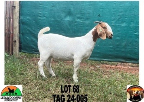 WITHDRAWN - 1X BOER GOAT DOE Leeuwdoorns Boerbokstoet