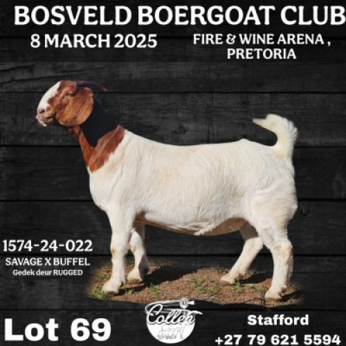 1X BOER GOAT STUD DOE Collen Boerdery