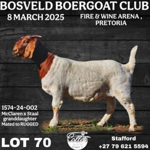 1X BOER GOAT FLOCK DOE Collen Boerdery