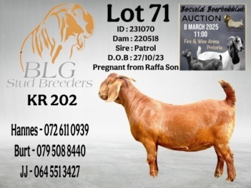 WITHDRAWN - 1X KALAHARI RED PREGNANT FLOCK DOE BLG Stud Breeders