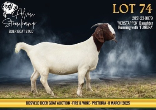1X BOER GOAT PREGNANT STUD DOE Alvin Steenkamp Boer Goat stud