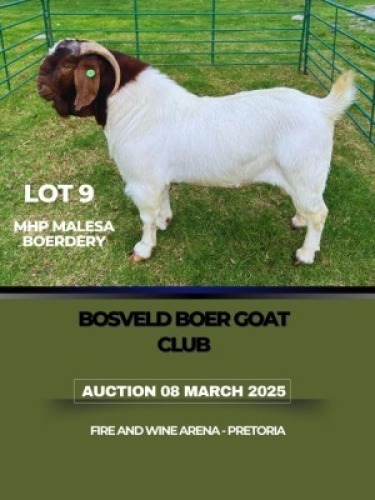 WITHDRAWN - 1X BOER GOAT BUCK MHP Malesa boergoat