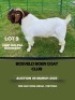 WITHDRAWN - 1X BOER GOAT BUCK MHP Malesa boergoat