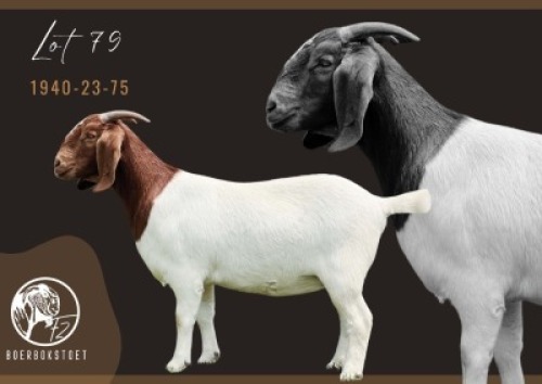 1X BOER GOAT PREGNANT FLOCK DOE F2 Boerbokstoet