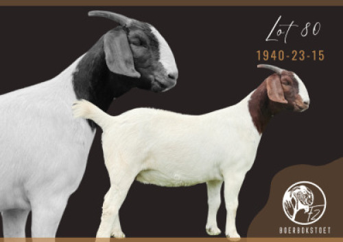 1X BOER GOAT PREGNANT STUD DOE F2 Boerbokstoet