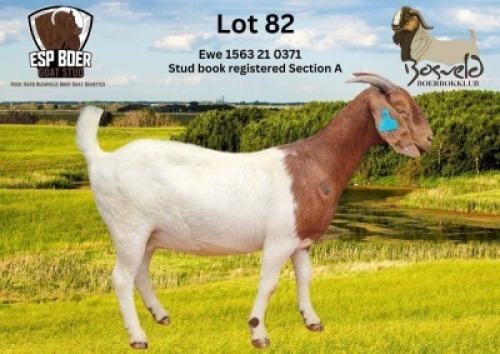 1X BOER GOAT PREGNANT FLOCK DOE ESP Boer Goat Stud
