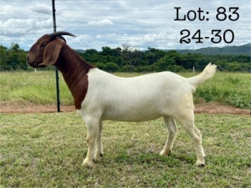 1X BOER GOAT STUD DOE Wimi Sada Boerbok Stoet