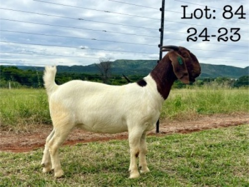 1X BOER GOAT STUD DOE Wimi Sada Boerbok Stoet