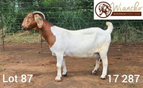 WITHDRAWN - 1X BOER GOAT DOE Wiancko Boerbokstoet