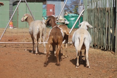 LOT 15 4 X MEATMASTER OOIE (PER STUK OM LOT TE NEEM)