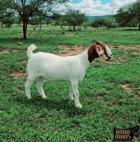 1X BOER GOAT FLOCK DOE Ruan Mans Boer Goat Stud