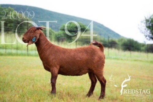 1X KALAHARI RED PREGNANT FLOCK DOE Redstag Ranch