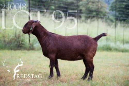 WITHDRAWN - 1X KALAHARI RED DOE Redstag Ranch