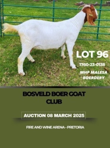 1X BOER GOAT PREGNANT FLOCK DOE MHP Malesa boergoat