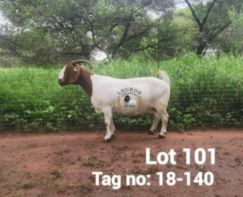1X BOER GOAT PREGNANT FLOCK DOE Louron Boerbokstoet