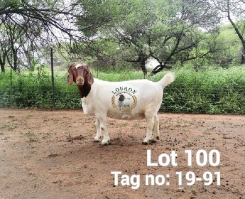1X BOER GOAT PREGNANT FLOCK DOE Louron Boerbokstoet