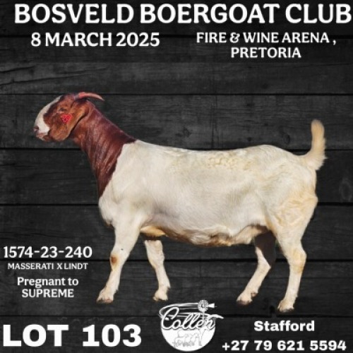 1X BOER GOAT PREGNANT FLOCK DOE Collen Boerdery