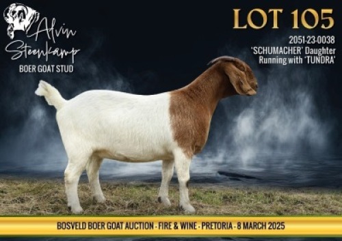 1X BOER GOAT FLOCK DOE Alvin Steenkamp Boer Goat stud