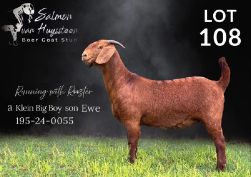 1X KALAHARI RED FLOCK DOE Salmon van Huyssteen Boer Goat Stud
