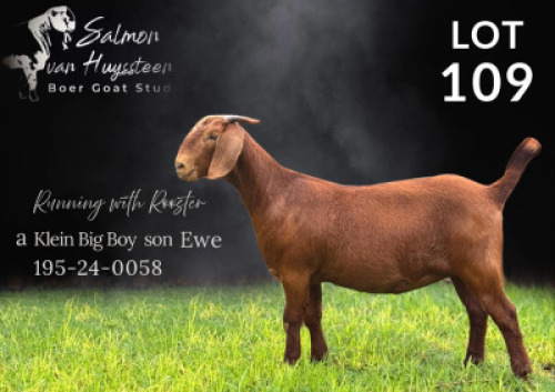 1X KALAHARI RED STUD DOE Salmon van Huyssteen Boer Goat Stud