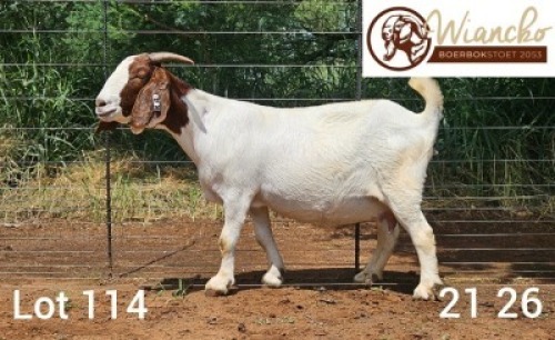 WITHDRAWN - 1X BOER GOAT DOE Wiancko Boerbokstoet