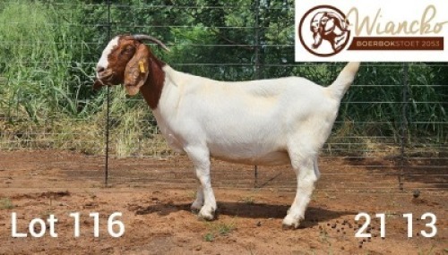 WITHDRAWN - 1X BOER GOAT DOE Wiancko Boerbokstoet