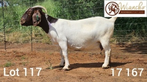 WITHDRAWN - 1X BOER GOAT DOE Wiancko Boerbokstoet
