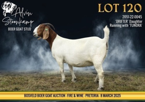 WITHDRAWN - 1X BOER GOAT DOE Alvin Steenkamp Boer Goat stud