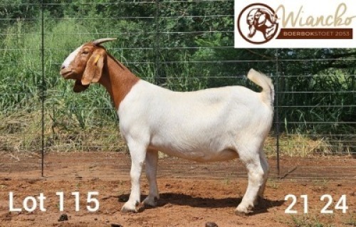 WITHDRAWN - 1X BOER GOAT DOE Wiancko Boerbokstoet